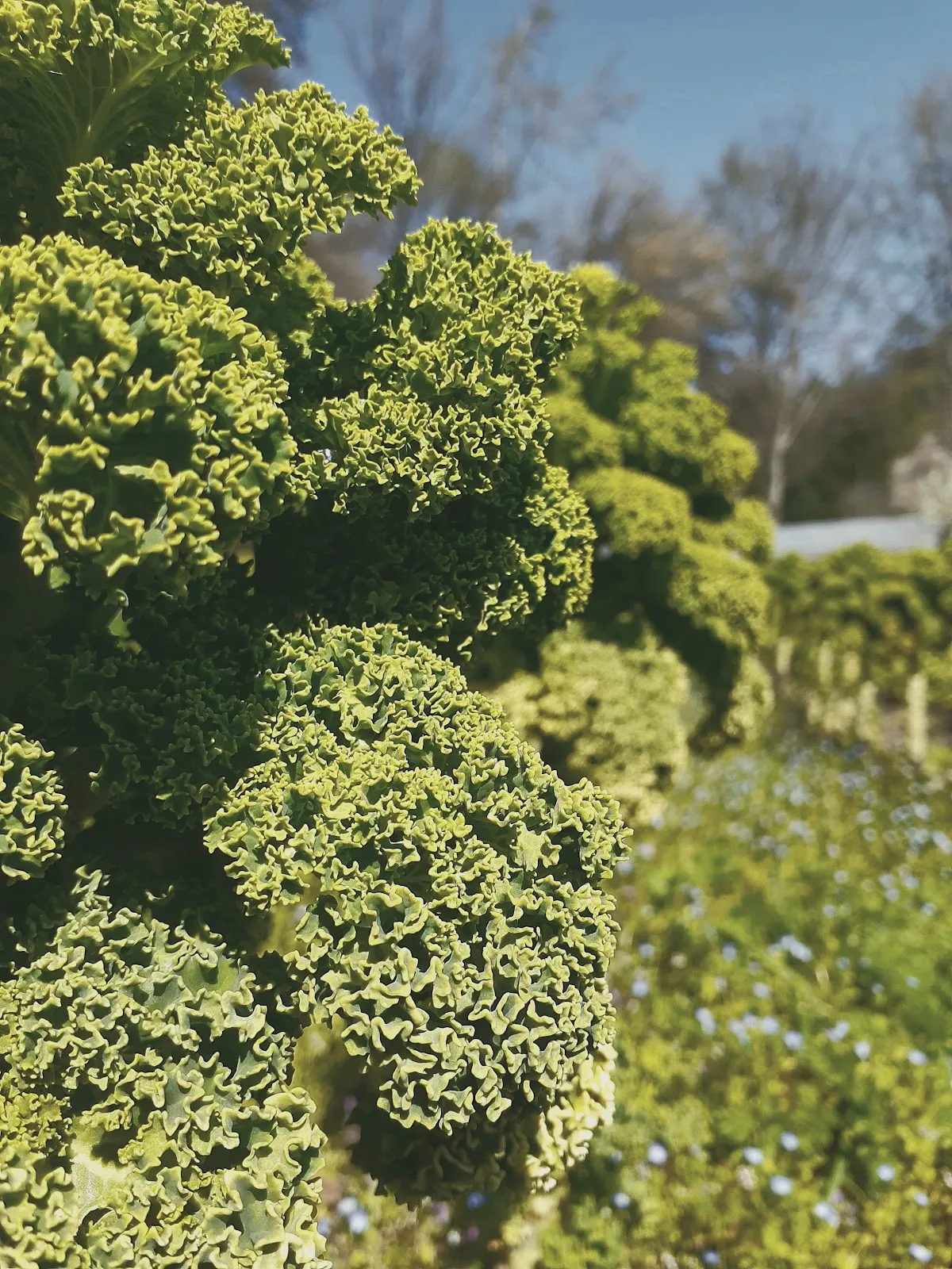 Kale 200 gr.