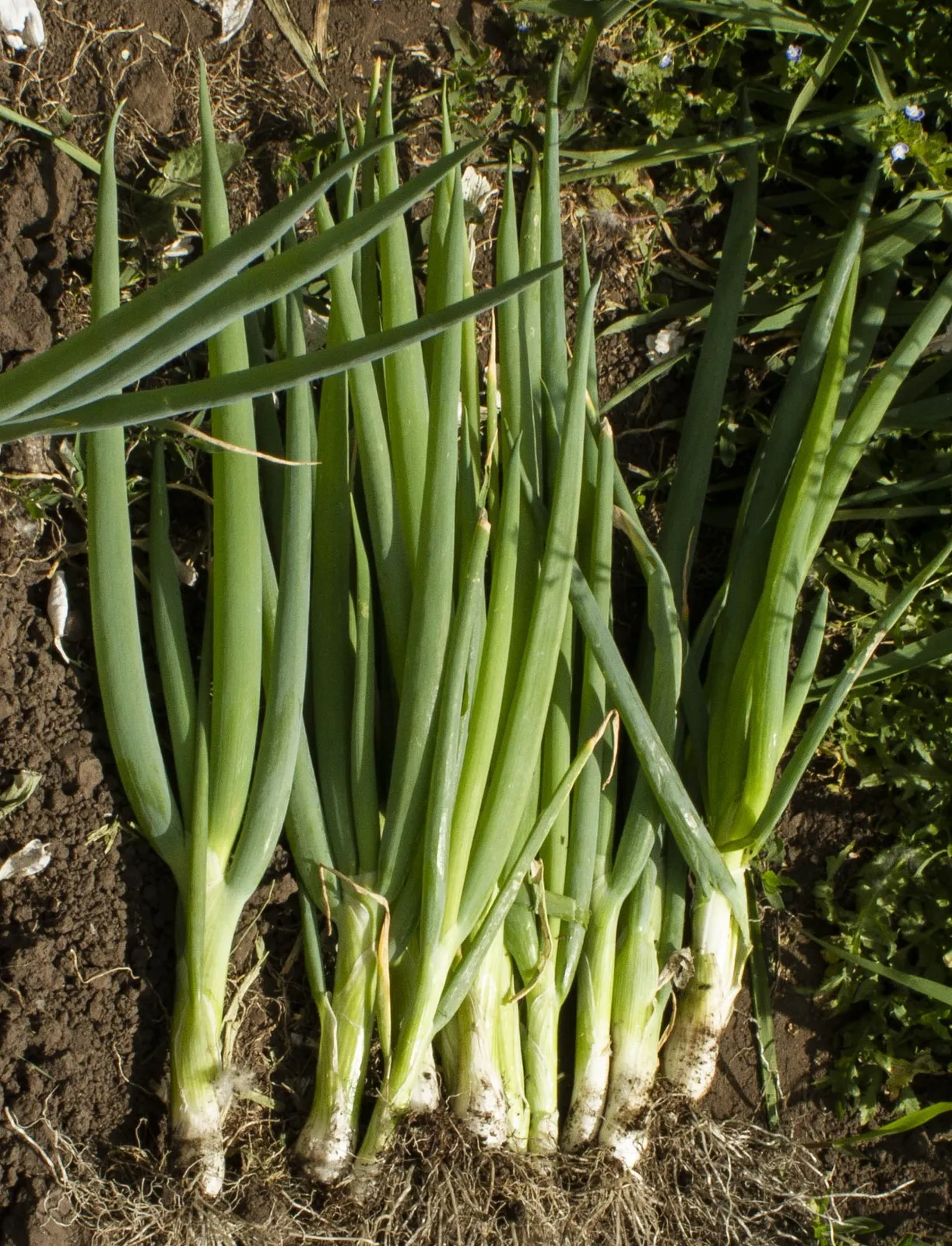 Cebolla de Verdeo x 1/2 KG.