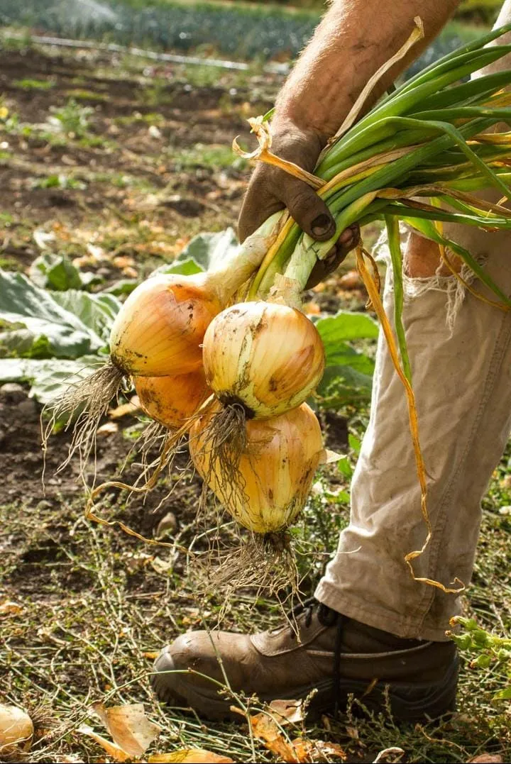 Cebolla x 1/2 KG.