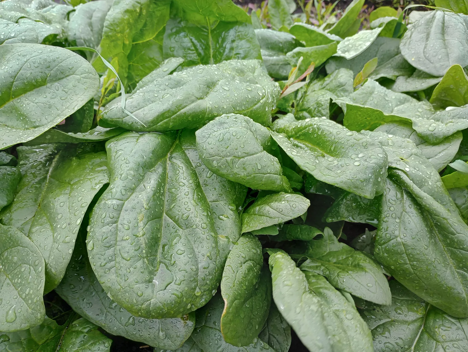 Espinaca x 1/2 KG.
