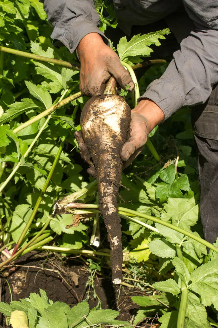 Chirivía x 1/2 KG.
