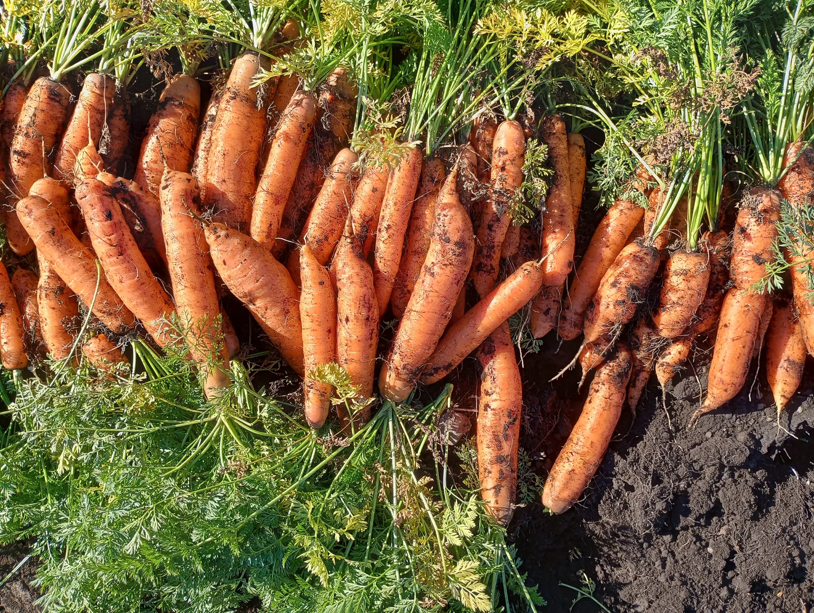 Zanahoria x 1/2 KG.
